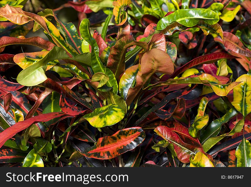Colorful plant leaves growing in a greenhouse