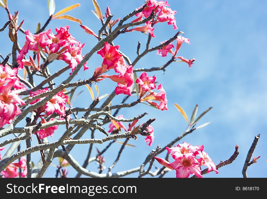 Flowers And Sky As Background