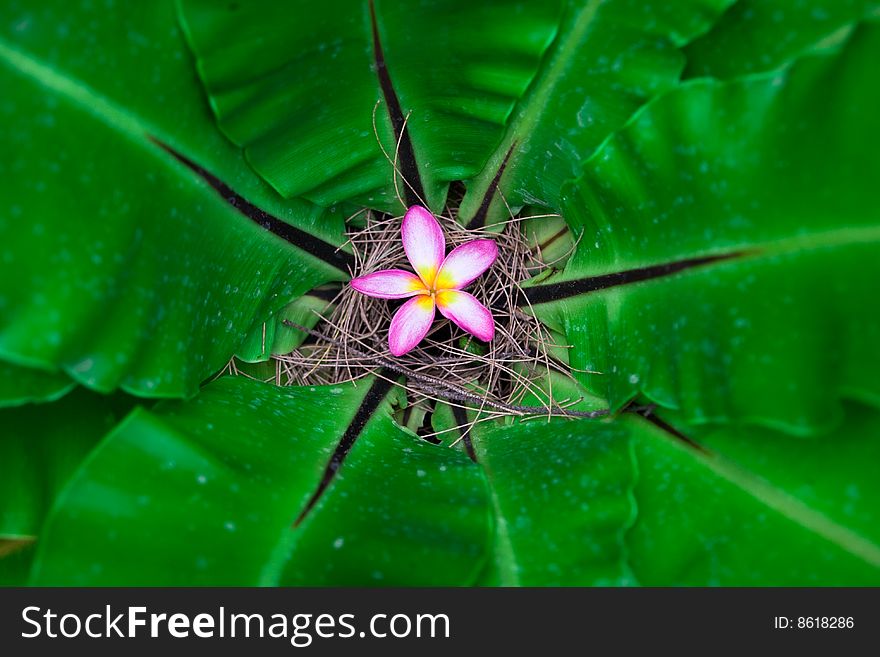 Small flower inside the giant tropical plant. Small flower inside the giant tropical plant