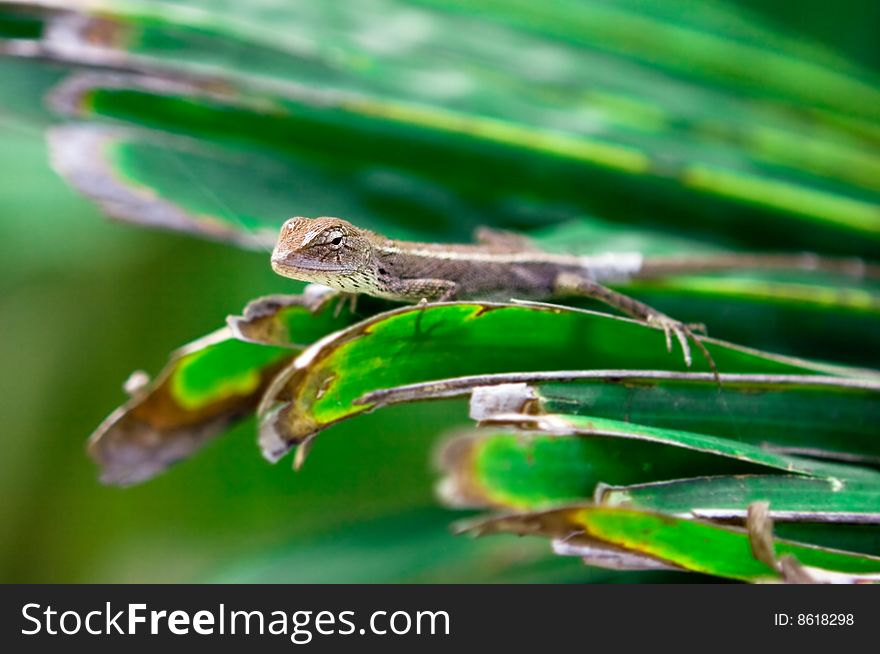 Small reptile gecko sitting on grass and hunting. Small reptile gecko sitting on grass and hunting