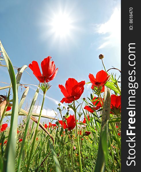 Beautiful red flowers and sunny blue sky