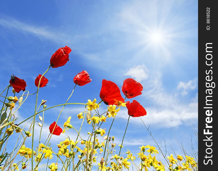 Beautiful red flowers and sunny blue sky