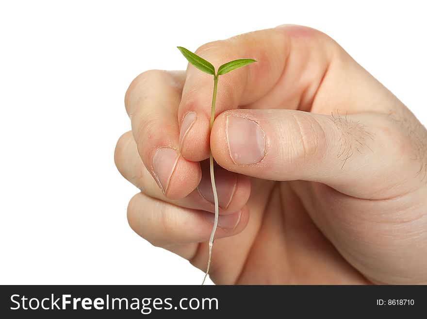 A person holding a small plant. A person holding a small plant