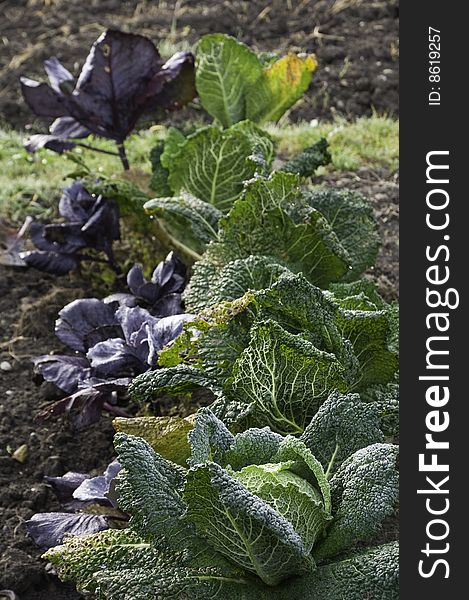 Cabbage in a vegetable garden