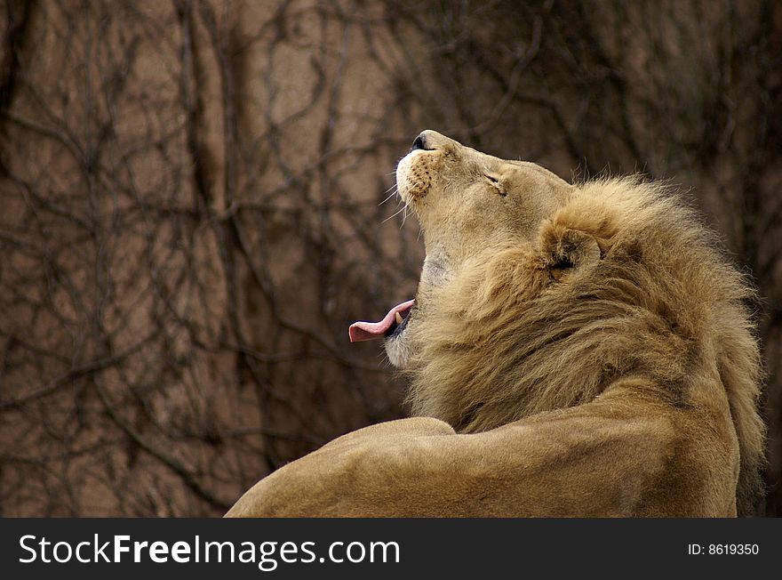 Male African lion with a wide yawn. Male African lion with a wide yawn.