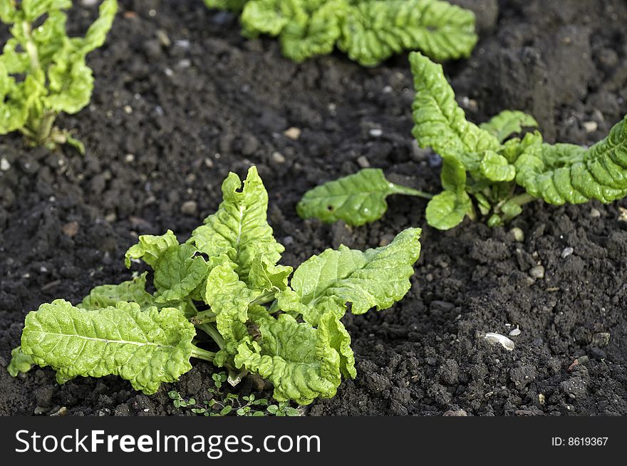 Spinach in a vegetable garden