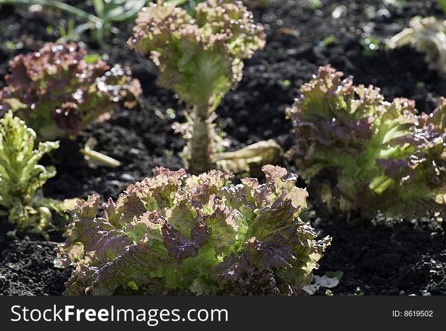 Lettuce in a vegetable garden
