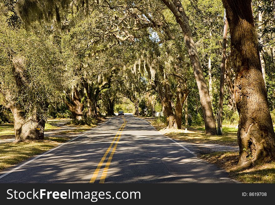 A road cutting through Massive old southern oak trees draped with spanish moss. A road cutting through Massive old southern oak trees draped with spanish moss