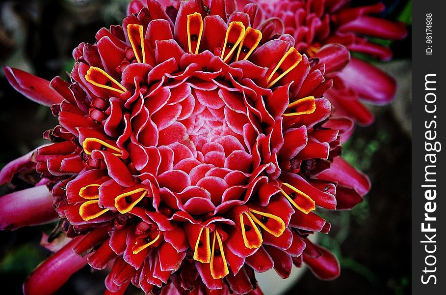 &#x22;La rose de porcelaine &#x28;Etlingera elatior&#x29; est une espÃ¨ce appartenant au genre Etlingera de la famille des Zingiberaceae, originaire de Malaisie. Elle est appelÃ©e ginger torch dans les pays anglo-saxons et bastÃ³n de emperador &#x28;bÃ¢ton de l&#x27;empereur&#x29; dans les pays hispanophones.&#x22; ----------------------------------------------------------------------------------------------------------------------- &#x22;Etlingera elatior &#x28;also known as Torch Ginger, Ginger Flower, Red Ginger Lily, Torch Lily, Wild Ginger, Combrang, Bunga Kantan, Philippine Wax Flower, Xiang Bao Jiaing, Indonesian Tall Ginger, Boca de DragÃ³n, Rose de Porcelaine, Porcelain Rose&#x29; is a species of herbaceous perennial plant[citation needed]. Botanical synonyms include Nicolaia elatior,[1] Phaeomeria magnifica,[1] Nicolaia speciosa, Phaeomeria speciosa, Alpinia elatior, Alpinia magnifica. The showy pink flowers are used in decorative arrangements while the flower buds are an important ingredient in the Nonya dish laksa. In North Sumatra, the flower buds are used for a dish called arsik ikan mas &#x28;Andaliman/Szechuan pepper Spiced Carp&#x29; It is known in Indonesian as bunga kecombrang or honje, Malay as bunga kantan and Thai as à¸”à¸²à¸«à¸¥à¸² daalaa. In Thailand it is eaten in a kind of Thai salad preparation.[2] In Karo, it is known as asam cekala &#x28;asam meaning &#x27;sour&#x27;&#x29;, and the flower buds, but more importantly the ripe seed pods, which are packed with small black seeds, are an essential ingredient of the Karo version of sayur asam, and are particularly suited to cooking fresh fish.&#x22; Souce: Wikipedia