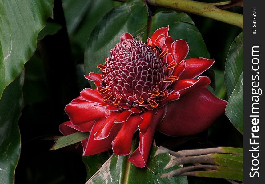 Red Torch Ginger Plant.