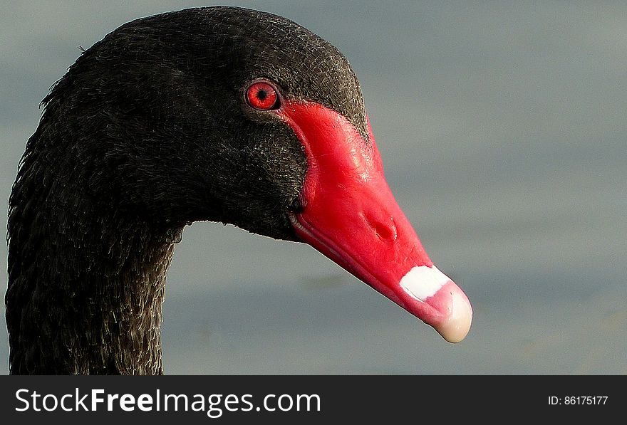 With its elegant long neck, the black swan &#x28;Cygnus atratus&#x29; is New Zealandâ€™s largest wetland bird, around 1.2 metres long and weighing 5â€“6 kilograms. On the water, it appears all black with a bright red bill; however, in flight the bird shows wide white wing margins. It has a bugle-like call, and hisses to defend its nest. Native or introduced? About 100 black swans were brought to the South Island from Australia in the 1860s, and the species has traditionally been regarded as introduced. However, numbers have increased faster than expected, suggesting more birds arrived independently â€“ in which case it should be considered a self-introduced native. With its elegant long neck, the black swan &#x28;Cygnus atratus&#x29; is New Zealandâ€™s largest wetland bird, around 1.2 metres long and weighing 5â€“6 kilograms. On the water, it appears all black with a bright red bill; however, in flight the bird shows wide white wing margins. It has a bugle-like call, and hisses to defend its nest. Native or introduced? About 100 black swans were brought to the South Island from Australia in the 1860s, and the species has traditionally been regarded as introduced. However, numbers have increased faster than expected, suggesting more birds arrived independently â€“ in which case it should be considered a self-introduced native.