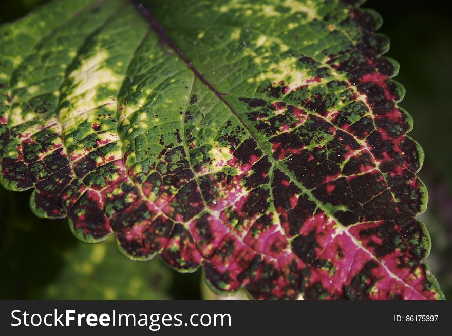 speckled leaf