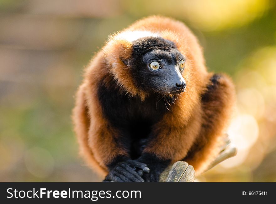 Red-ruffed Lemur