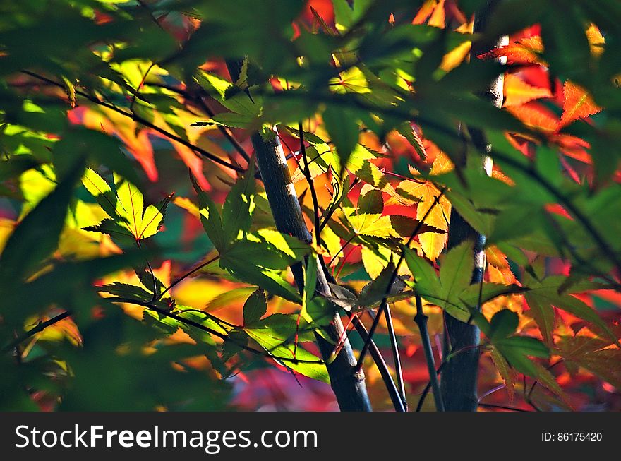 Suddenly, the June rain stopped. The sky opened and the sun shone brightly through the parted clouds revealing all the colours of summer &#x28;and a few other seasons mixed in for good measure&#x29; on the japanese maple. It is now time for July flowers!