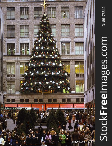 Christmas Tree, Building, Plant, Photograph
