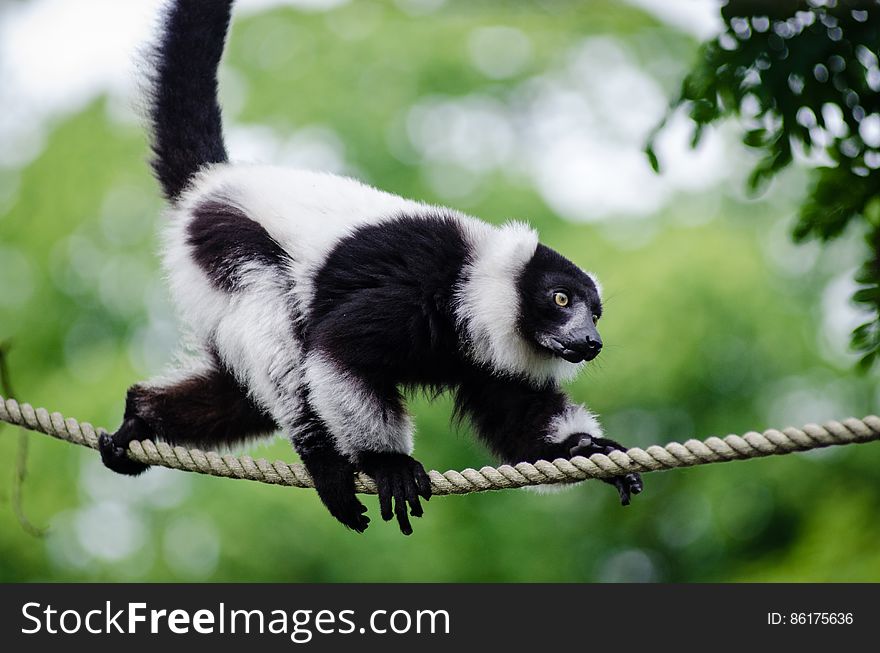 Black-and-white Ruffed Lemur