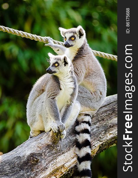 Ring-Tailed Lemurs