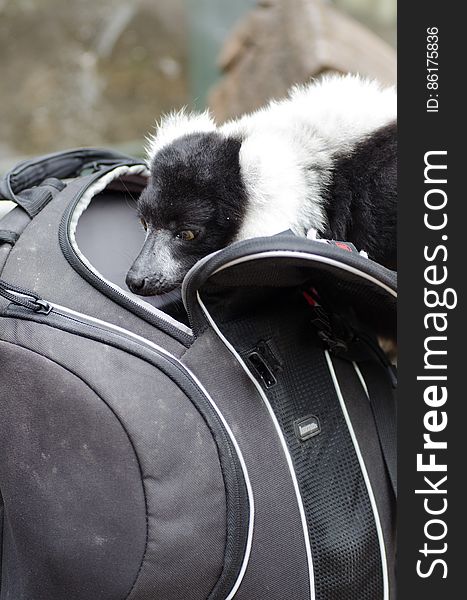 Black-and-white Ruffed Lemur