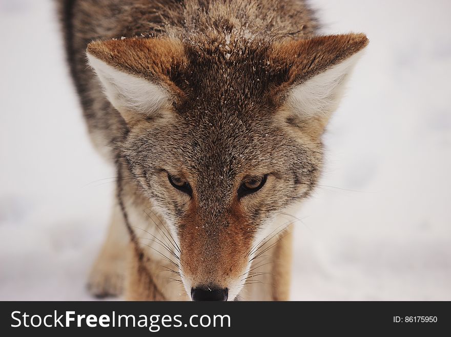 Portrait Of Coyote
