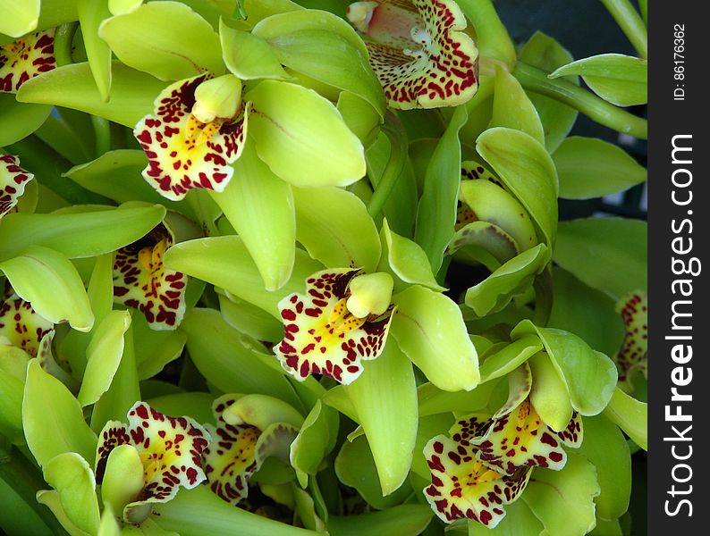 green orchids with speckled beards