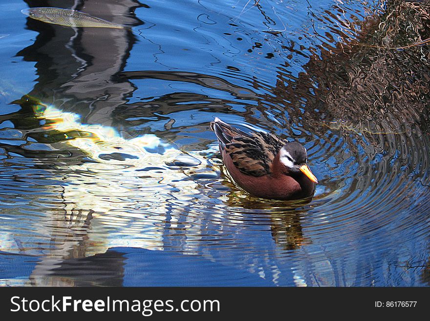 duck with reflections
