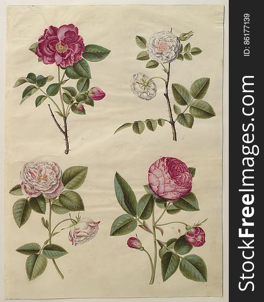 a: Rosa gallica; &#x28;apoteker-rose&#x29;; b: Rosa Ãƒâ€”alba; &#x28;hvid rose&#x29;, fyldt; c: Rosa gallica var. versicolor; &#x28;rosa mundi&#x29;, fyldt; d: Rosa Ãƒâ€”centifolia, &#x28;centifolie-rose&#x29;, fyldt, KKSgb2948-24 Statens Museum for Kunst / National Gallery of Denmark. www.smk.dk. a: Rosa gallica; &#x28;apoteker-rose&#x29;; b: Rosa Ãƒâ€”alba; &#x28;hvid rose&#x29;, fyldt; c: Rosa gallica var. versicolor; &#x28;rosa mundi&#x29;, fyldt; d: Rosa Ãƒâ€”centifolia, &#x28;centifolie-rose&#x29;, fyldt, KKSgb2948-24 Statens Museum for Kunst / National Gallery of Denmark. www.smk.dk