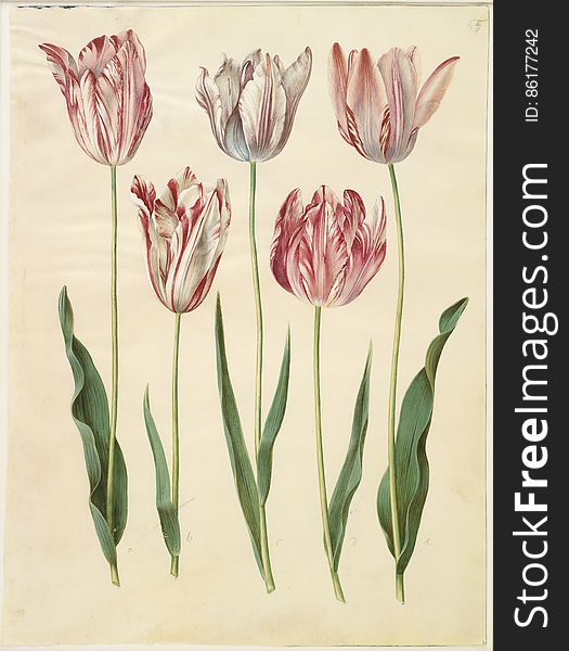 a-e: Tulipa gesneriana; &#x28;have-tulipan&#x29;, virusinficeret, KKSgb2947/55. Statens Museum for Kunst / National Gallery of Denmark. www.smk.dk. a-e: Tulipa gesneriana; &#x28;have-tulipan&#x29;, virusinficeret, KKSgb2947/55. Statens Museum for Kunst / National Gallery of Denmark. www.smk.dk