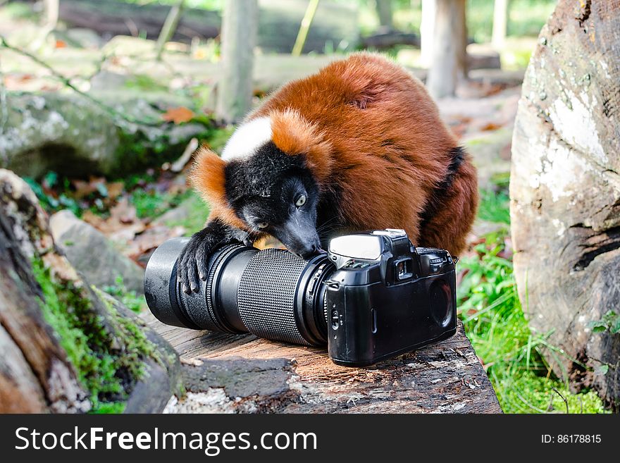 Red-ruffed Lemur Eats Nikon F70