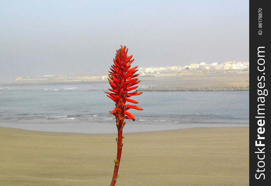 La Flor De Rabat