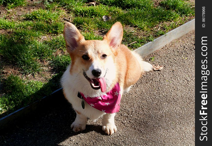 When she comes sit next to me with her tongue hanging out, I know it&#x27;s time to go home!. When she comes sit next to me with her tongue hanging out, I know it&#x27;s time to go home!