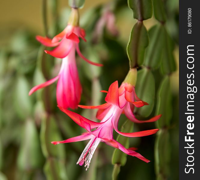 Christmas Cactus blooms