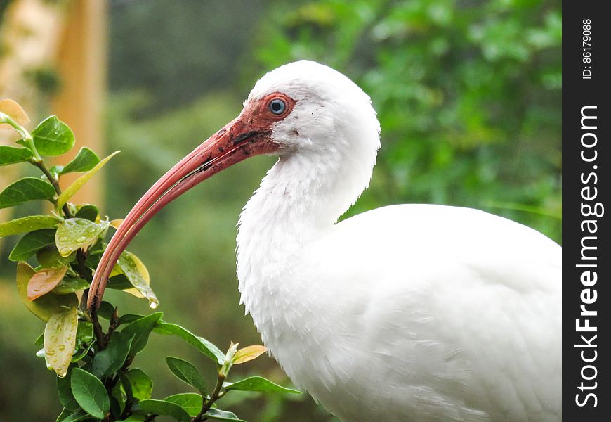 Closeup Of Large White Bird