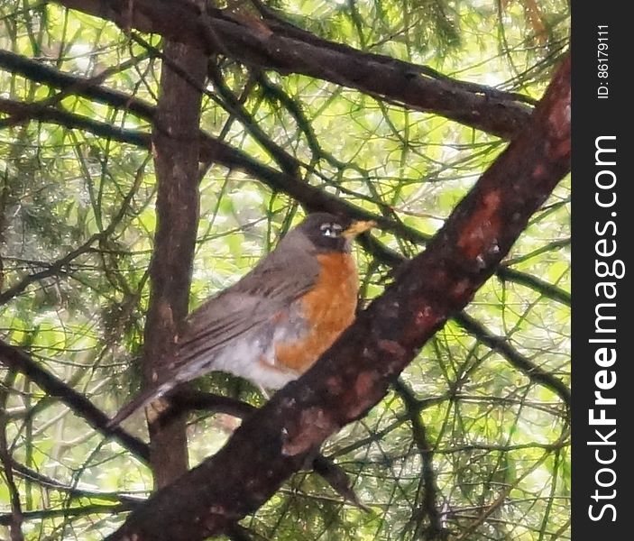 Bird, Plant, Beak, Tree