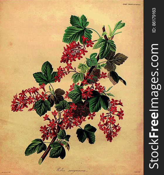 Red-flowering Currant &x28;1835&x29;