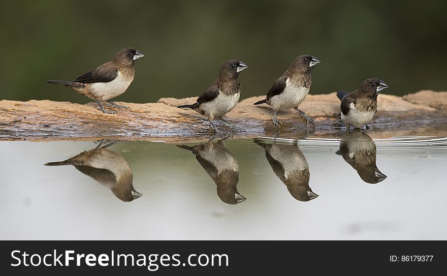 Four Birds By Water