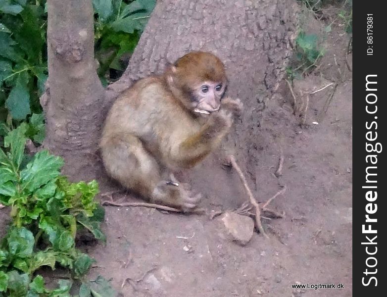 Primate, Plant, Rhesus macaque, Fawn, Terrestrial animal, Macaque