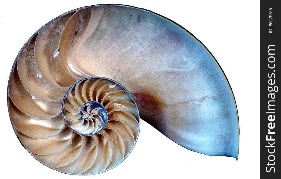 nautilus shell slice