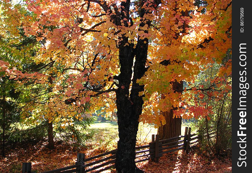 autumn maple tree 1