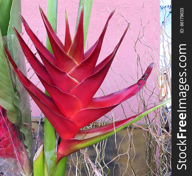 red heliconia