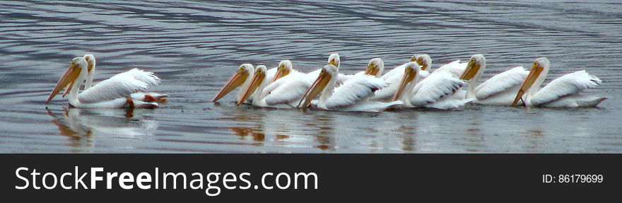 white pelicans