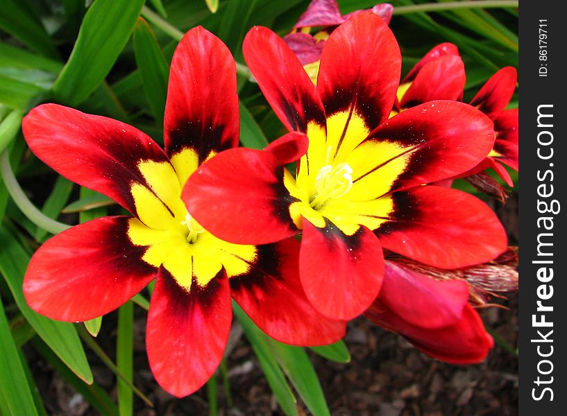 red-and-yellow flowers