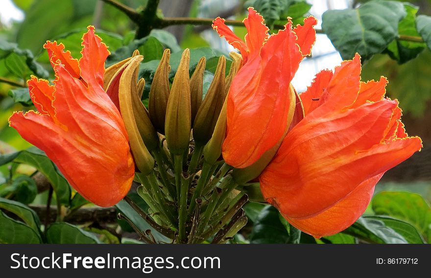 tuliplike orange Hawaiian flowers