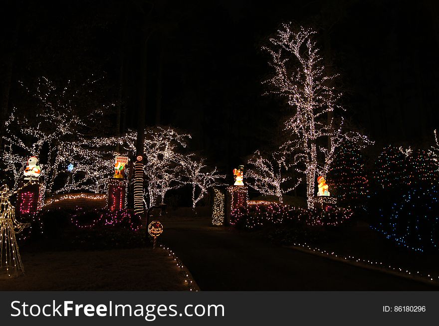 Plant, Branch, Electricity, Christmas decoration, Road surface, Tree