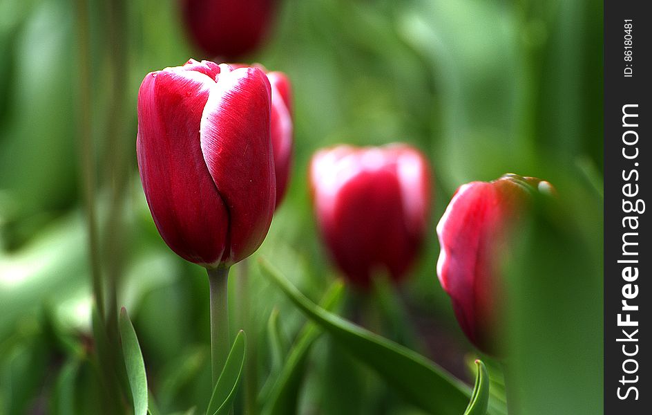 Tulips &#x28;14&#x29;