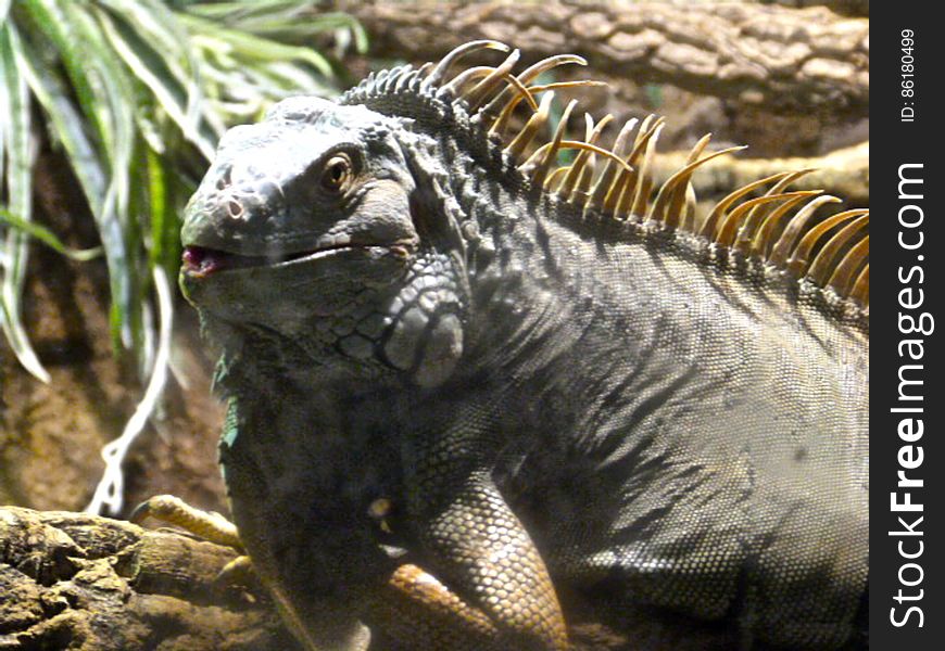 The iguana at the aquarium of Barcelona. The iguana at the aquarium of Barcelona.
