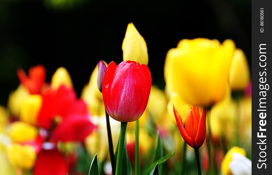 Tulips &x28;25&x29;