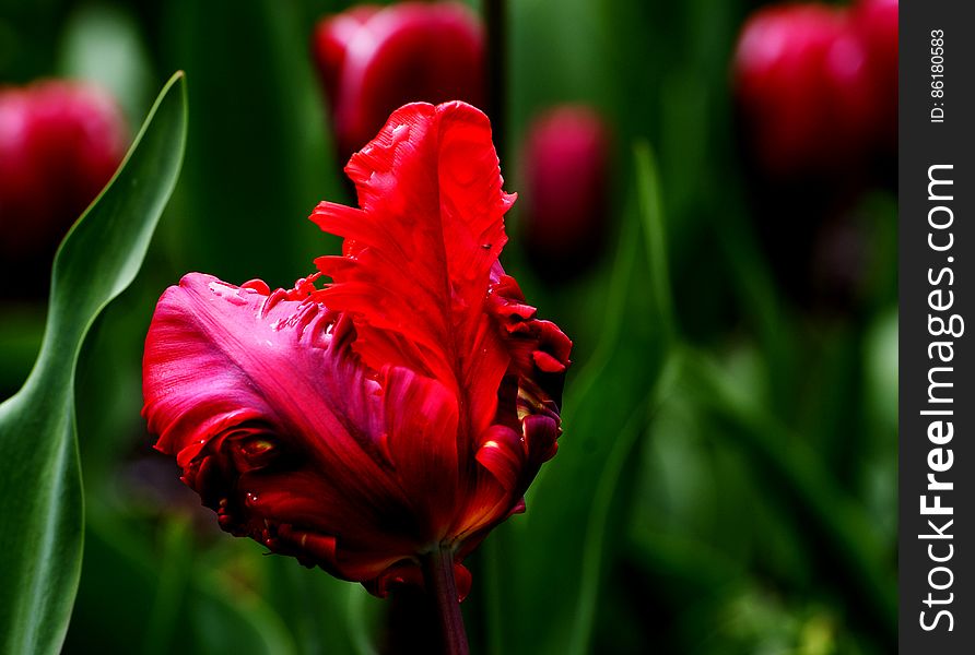 Tulips &#x28;15&#x29;