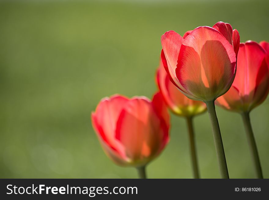 Red Petaled Flower During Daytime