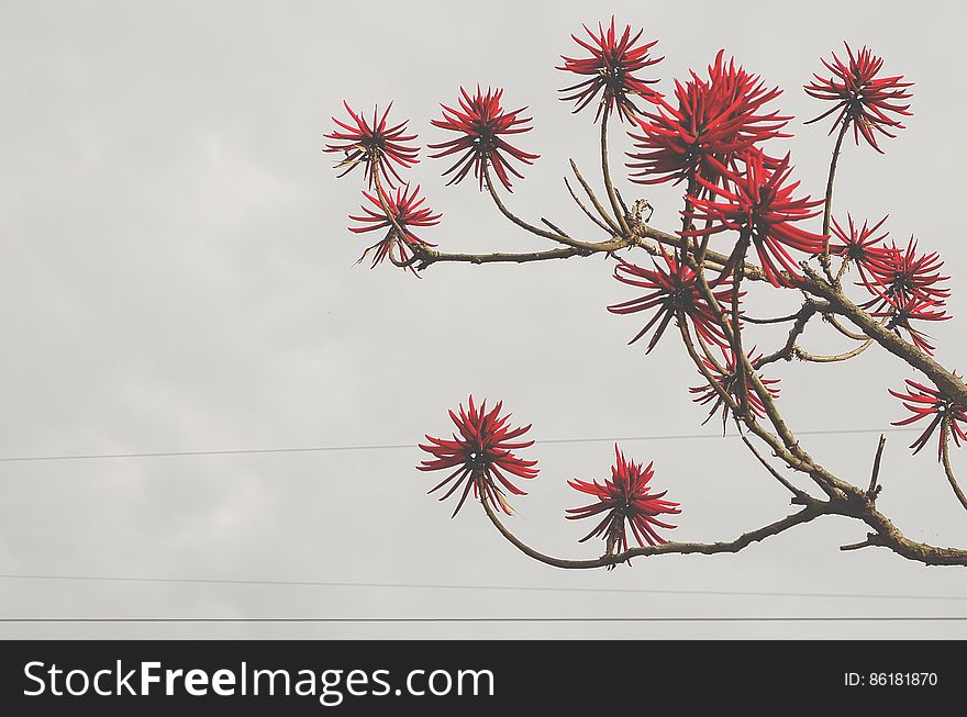 Red Flowers Bloomed Front Brown Tree Branch