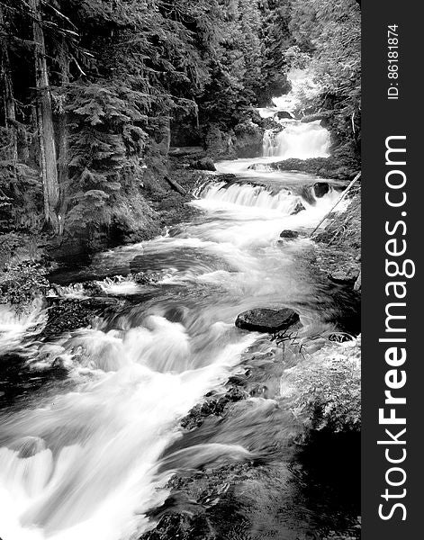 Grayscale Photography of Running River Surrounded Forest during Daytime